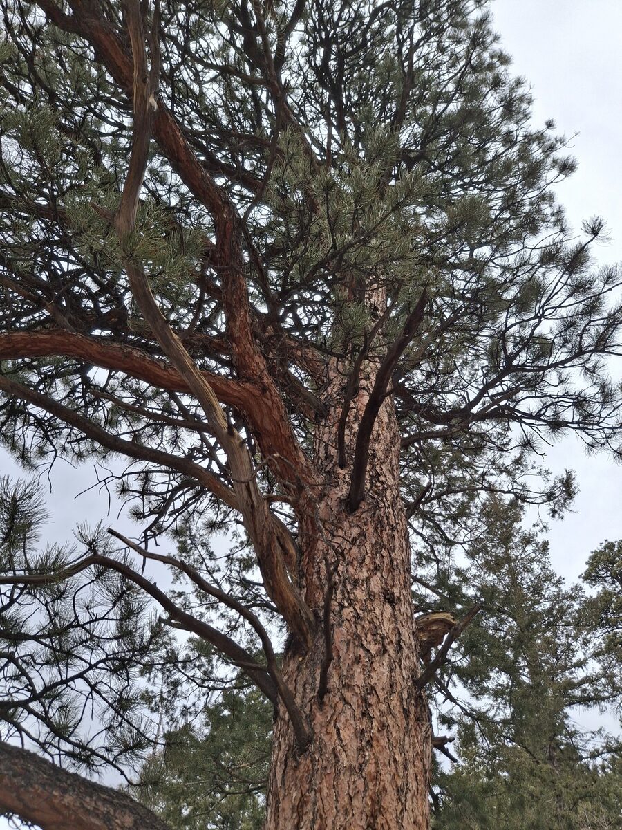 Pinus ponderosa var. scopulorum (Ponderosa Pine) — photo