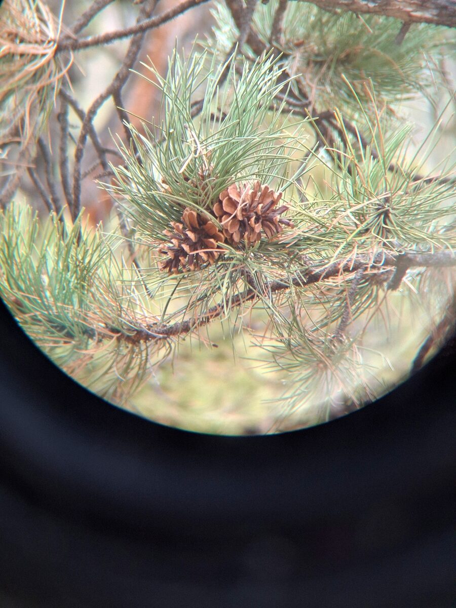 Pinus ponderosa var. scopulorum