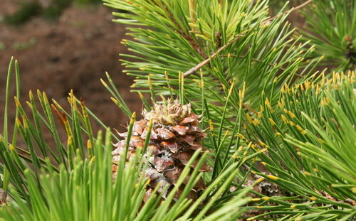 Pinus pungens (Prickle Pine) — photo