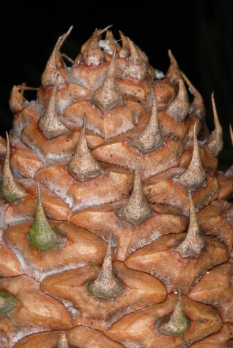 Pinus pungens (Prickle Pine) — photo