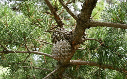 Pinus pungens