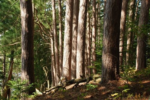 Pinus resinosa (Red Pine) — photo