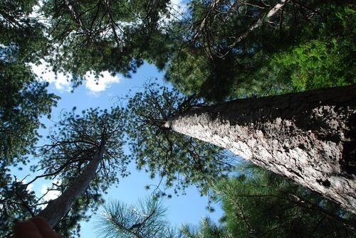 Pinus resinosa (Red Pine) — photo