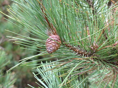 Pinus resinosa