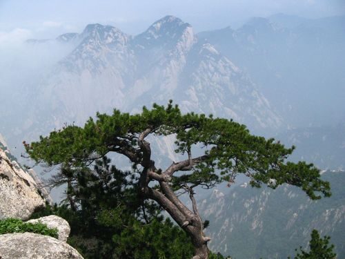Pinus tabuliformis (Chinese Red Pine) — photo