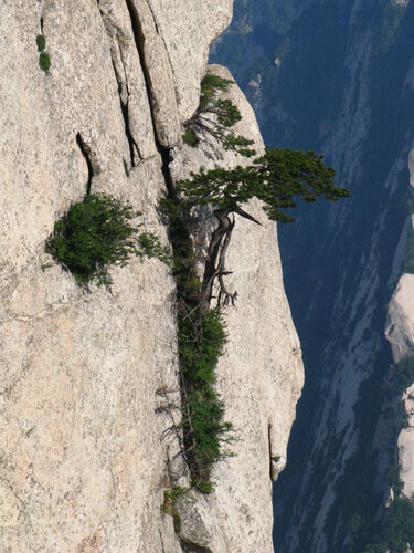 Pinus tabuliformis (Chinese Red Pine) — photo