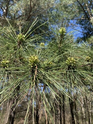 Pinus taeda (Loblolly Pine) — photo
