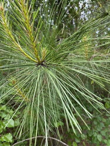 Pinus taeda (Loblolly Pine) — photo