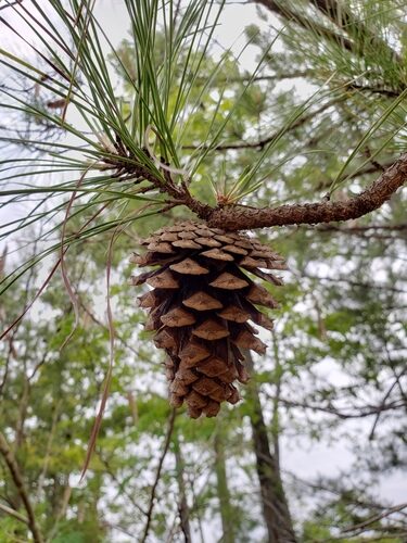 Pinus taeda