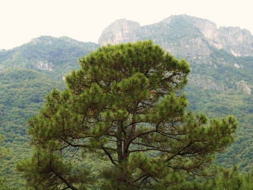 Pinus teocote (Twisted Leaf Pine) — photo