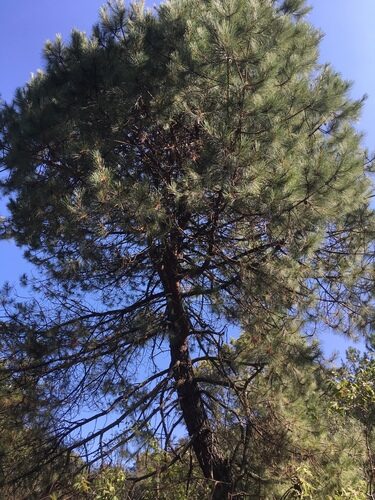 Pinus teocote (Twisted Leaf Pine) — photo