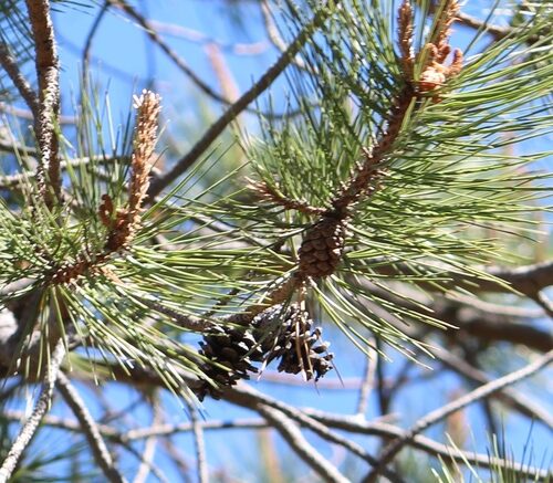 Pinus teocote