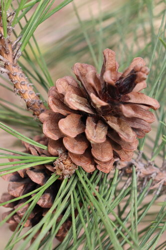 Pinus thunbergii (Japanese Black Pine) — photo
