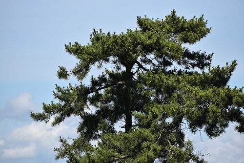 Pinus thunbergii (Japanese Black Pine) — photo
