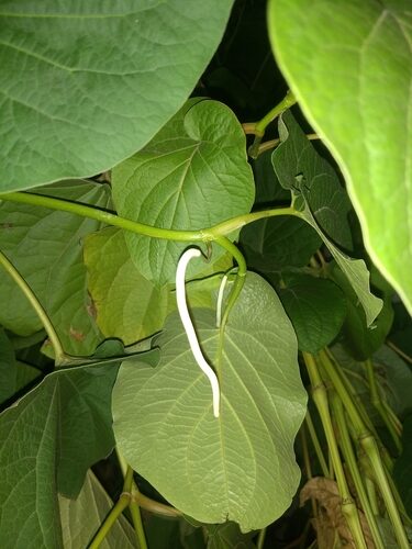 Piper auritum (Ear-leafed pepper) — photo