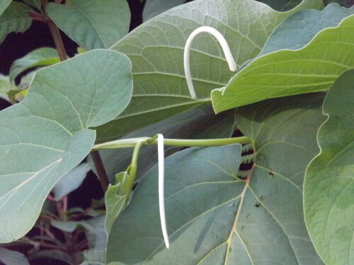 Piper auritum (Ear-leafed pepper) — photo