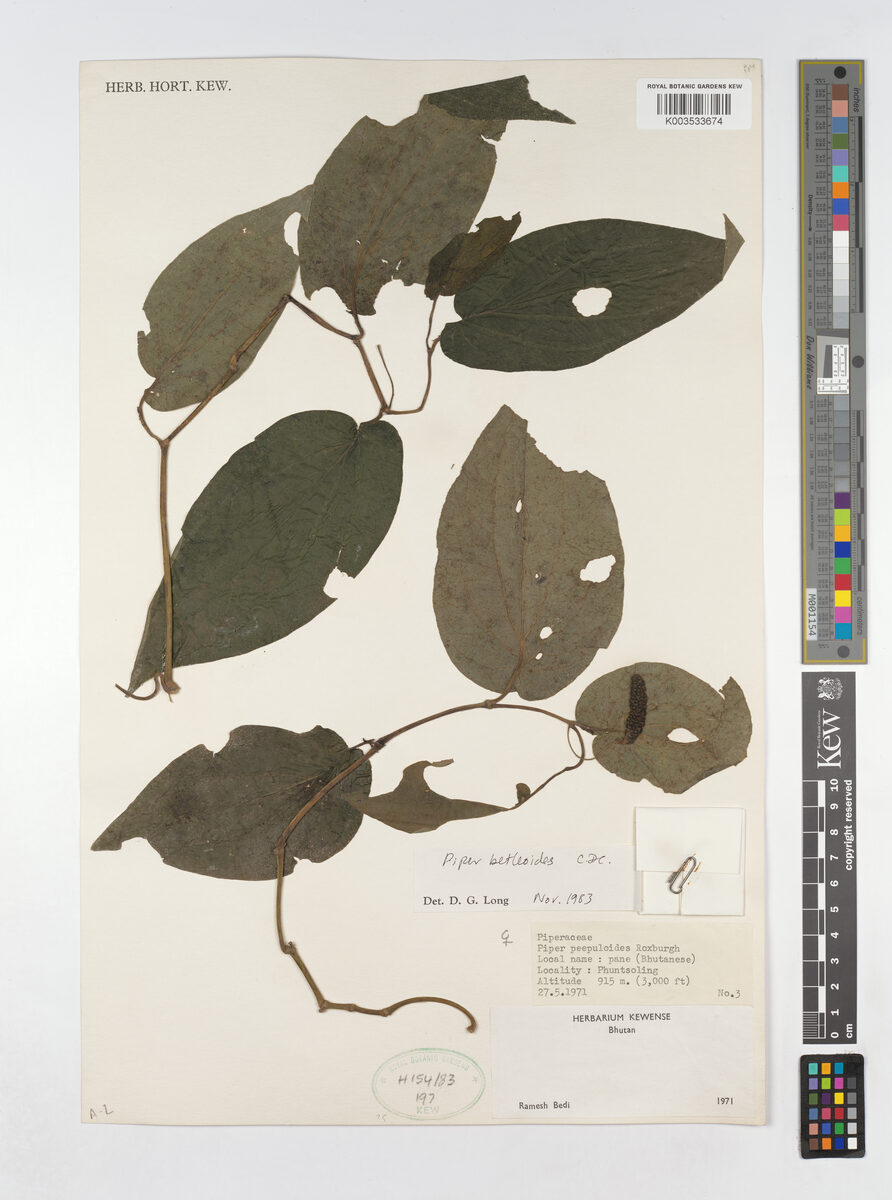 Piper betleoides