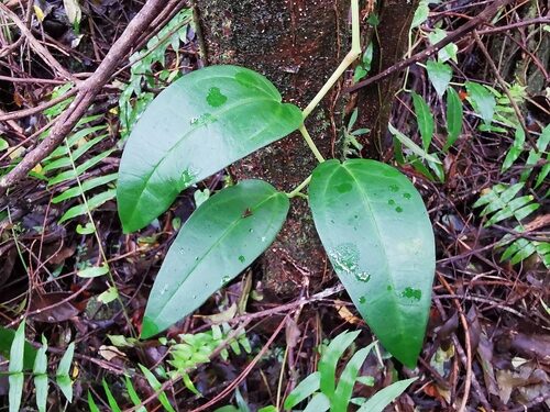 Piper borbonense (Tsiperifery) — photo