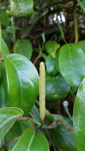 Piper borbonense (Tsiperifery) — photo