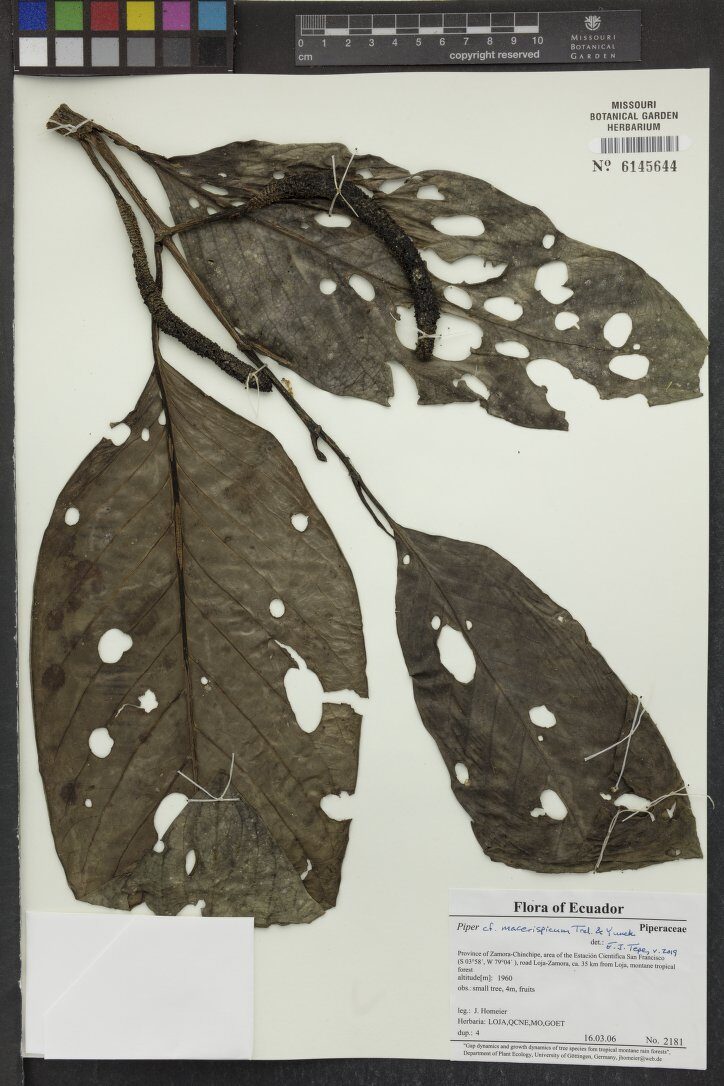 Piper macerispicum (Thin spike pepper) — photo