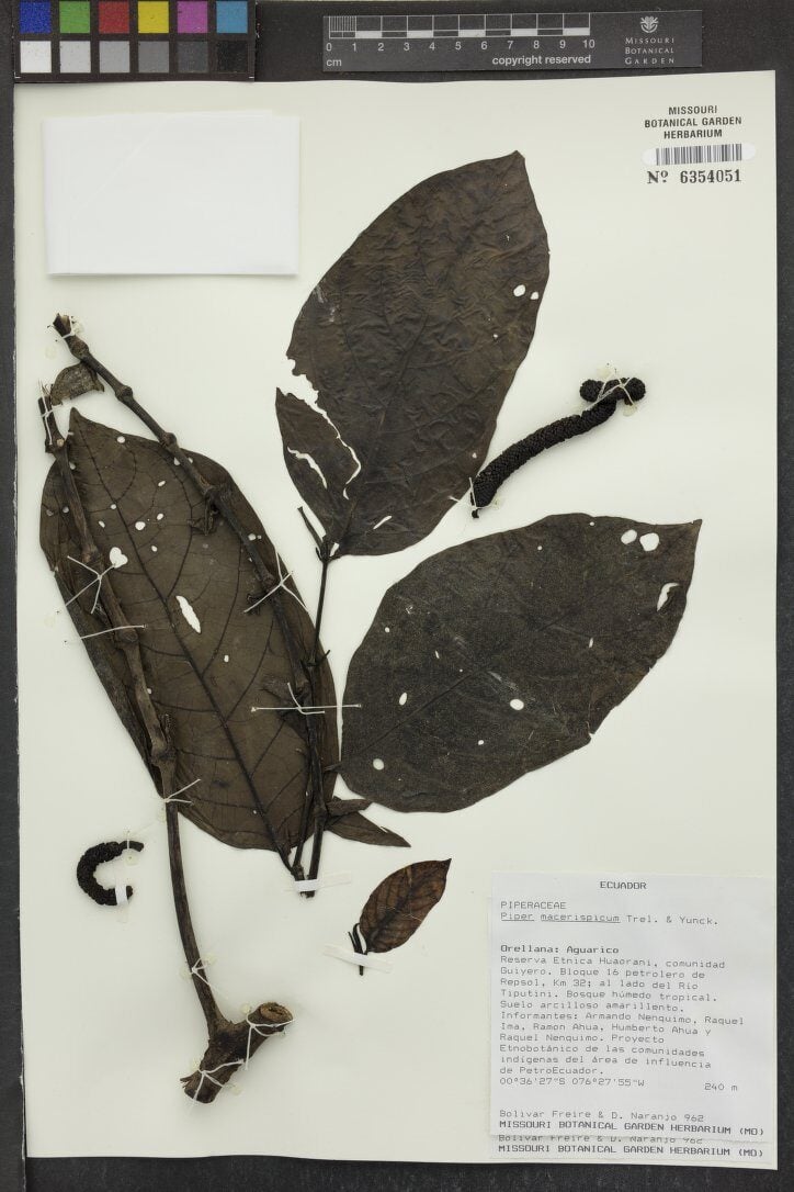 Piper macerispicum (Thin spike pepper) — photo