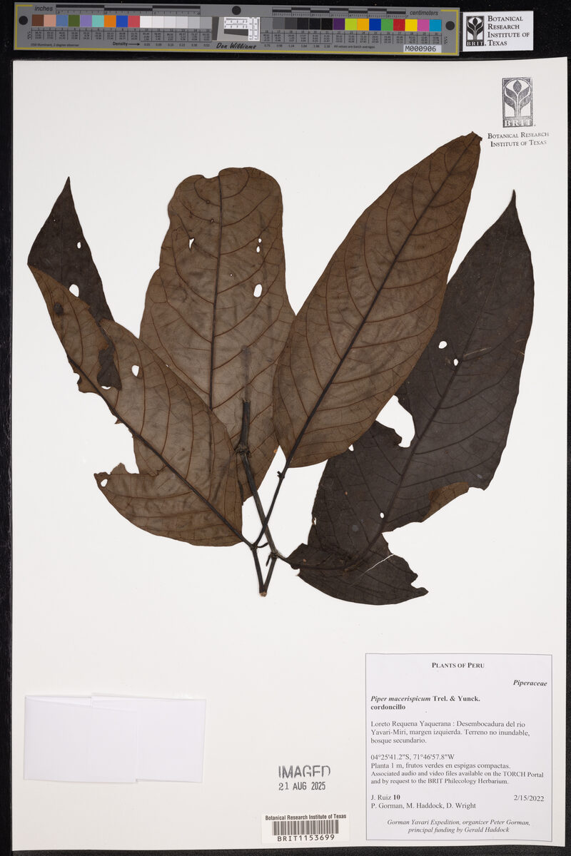 Piper macerispicum