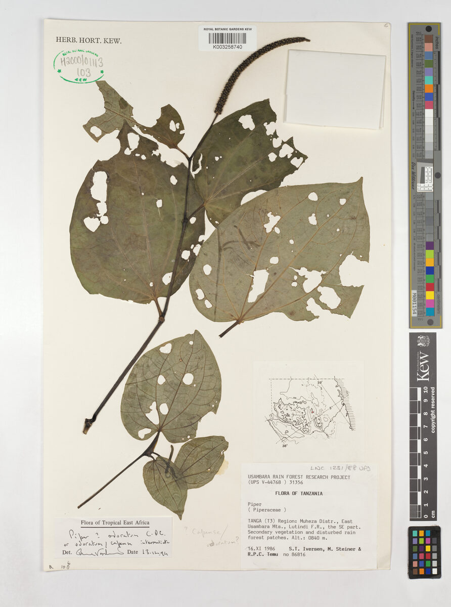 Piper odoratum — photo