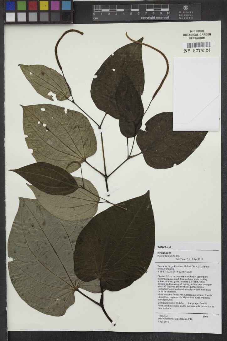 Piper odoratum
