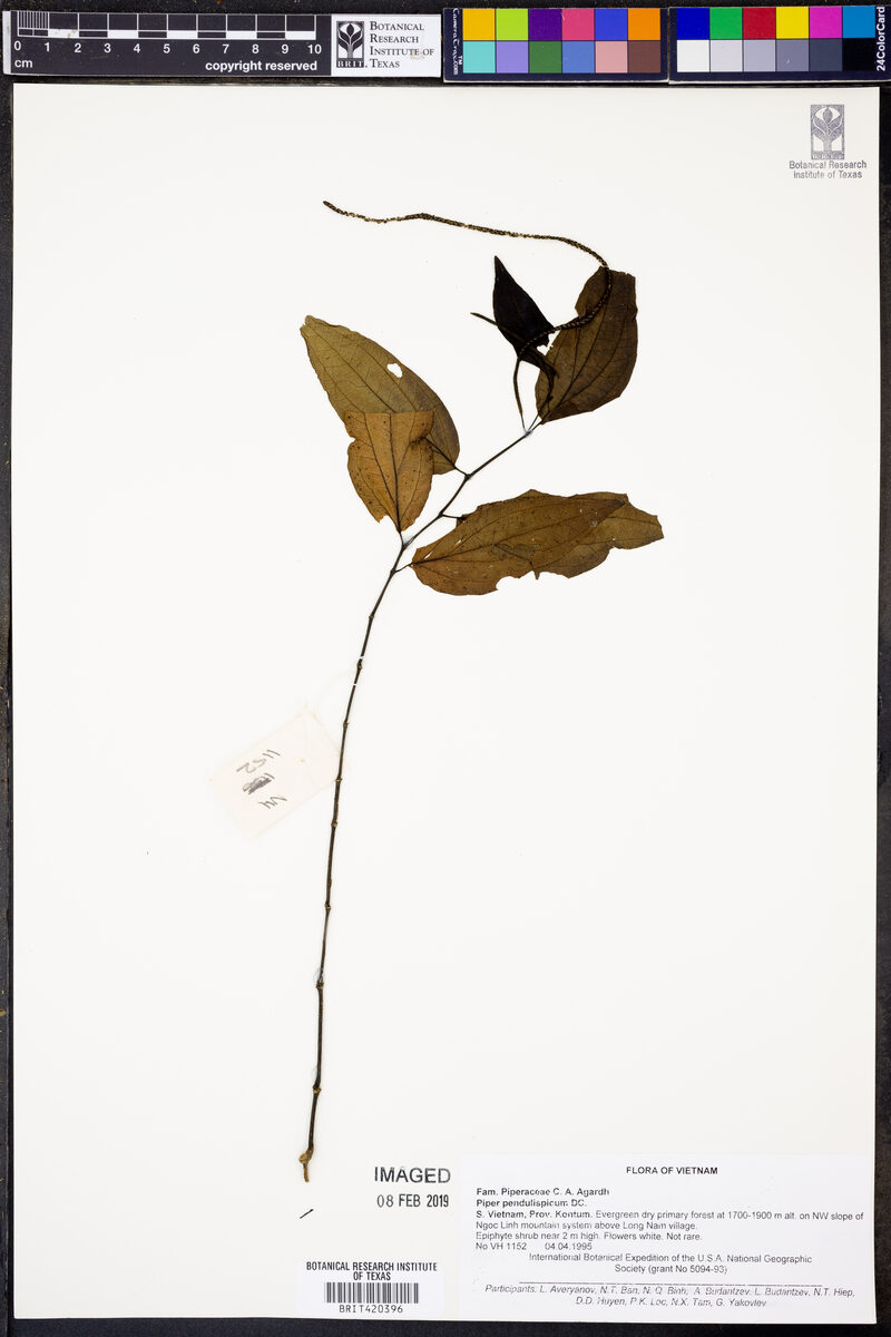 Piper pendulispicum — photo