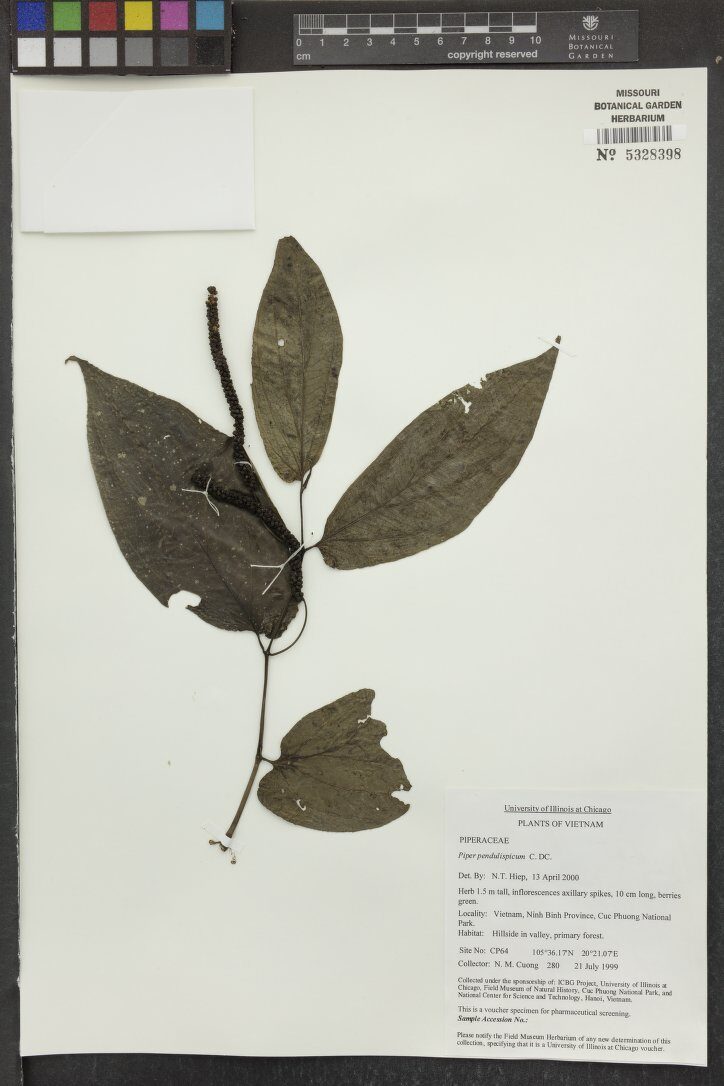 Piper pendulispicum