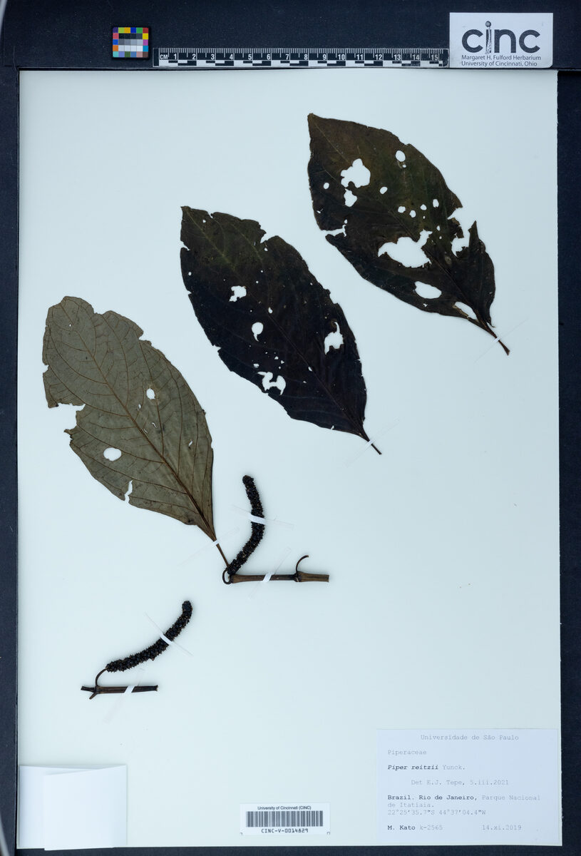 Piper reitzii (Jaguarandi acu) — photo