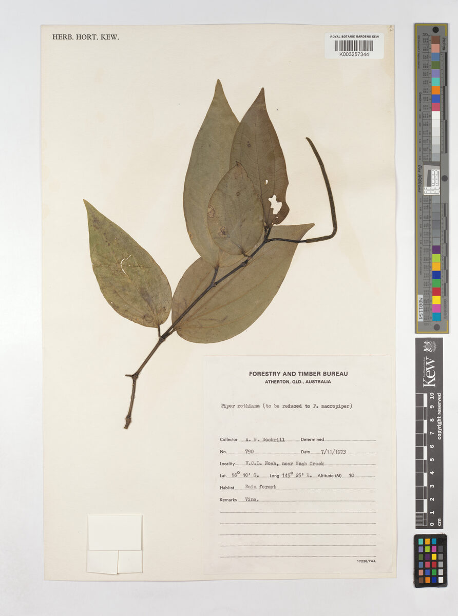 Piper rothianum (Australian native pepper) — photo