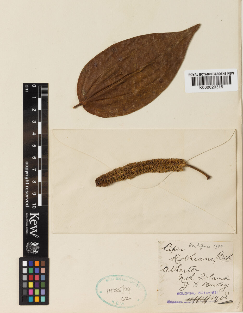 Piper rothianum (Australian native pepper) — photo