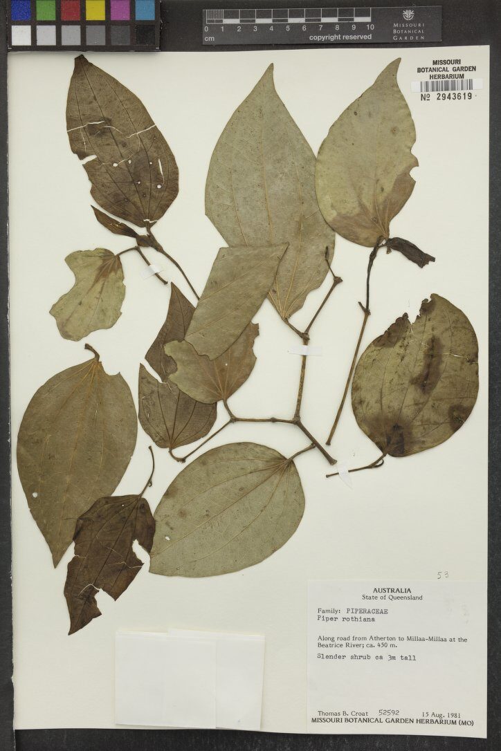 Piper rothianum