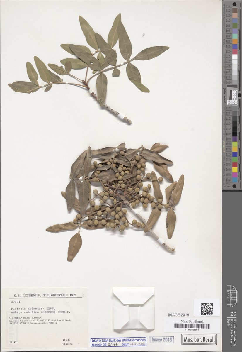 Pistacia atlantica cabulica - (Stocks.)Rech.f. — photo