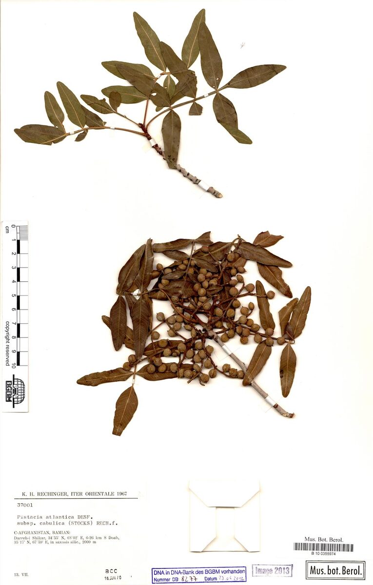Pistacia atlantica cabulica - (Stocks.)Rech.f. — photo