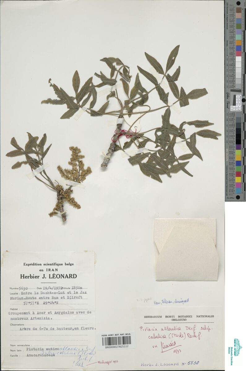 Pistaciaceae