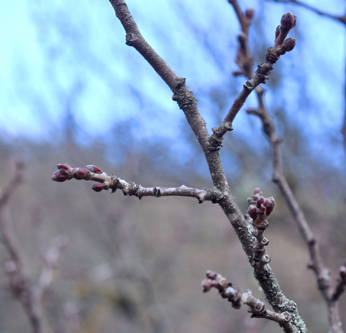 Pistacia atlantica subsp. mutica (Turk terebinth pistache) — photo