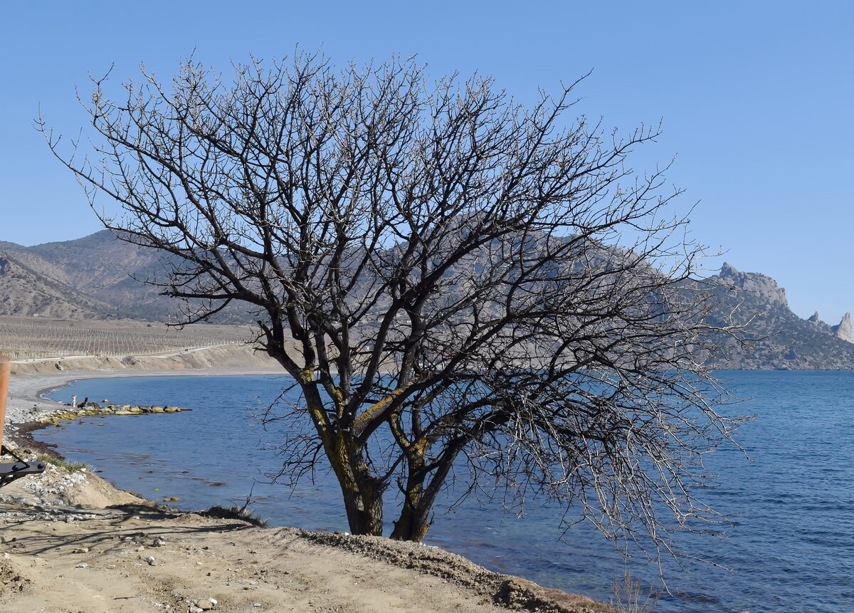 Pistacia atlantica subsp. mutica (Turk terebinth pistache) — photo