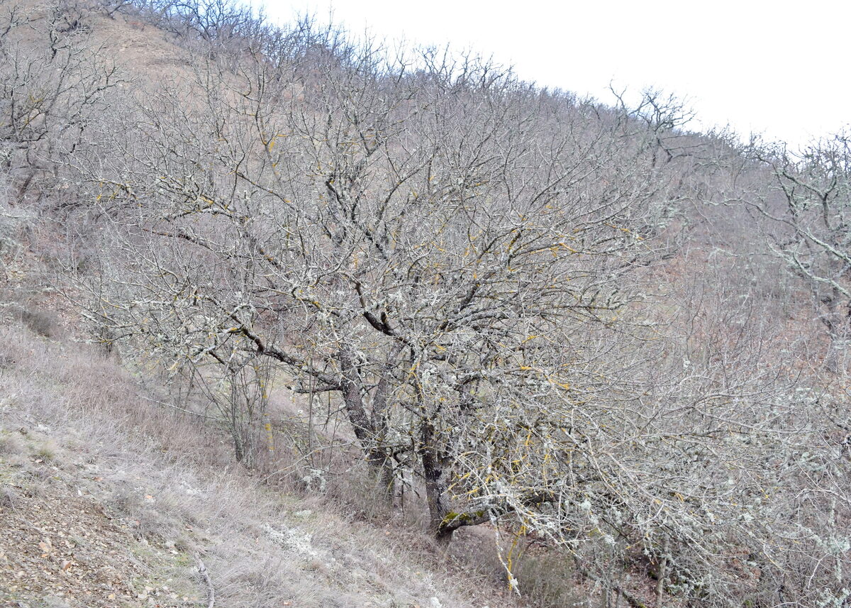 Pistacia atlantica subsp. mutica