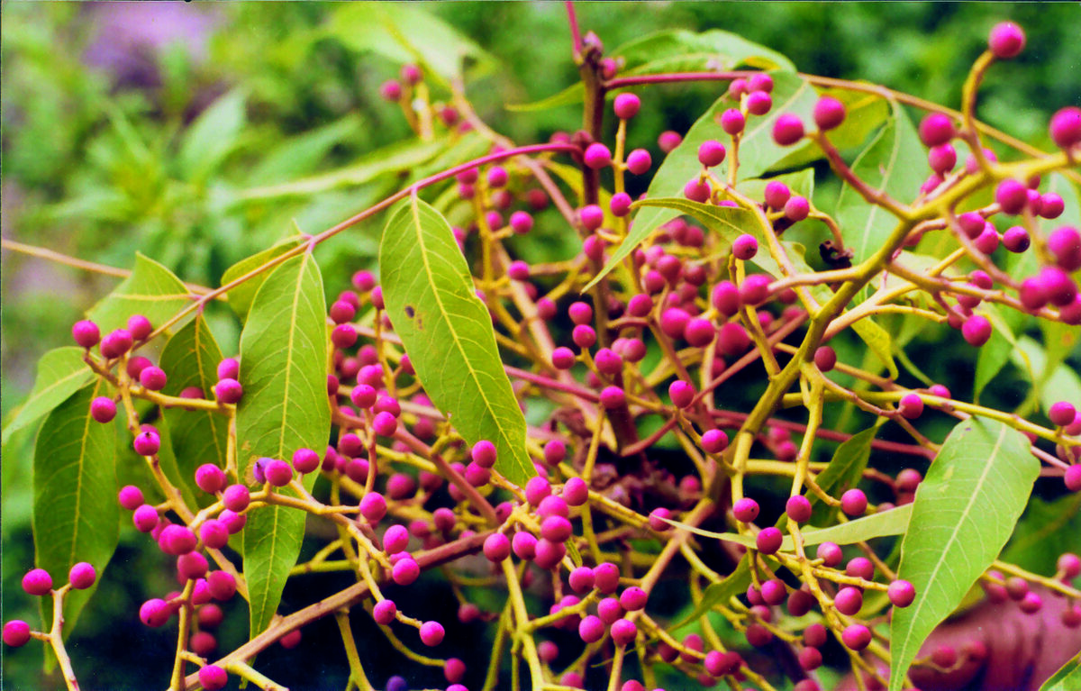 Pistacia chinensis integerrima - (J.Stewart.)Rech.f.