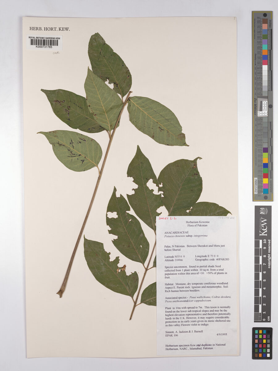 Pistacia chinensis integerrima - (J.Stewart.)Rech.f. — photo