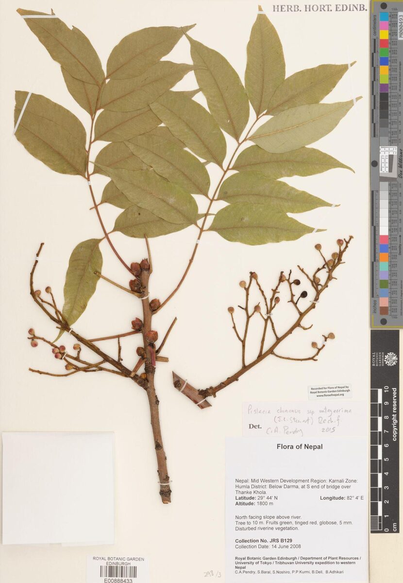 Pistacia chinensis subsp. integerrima