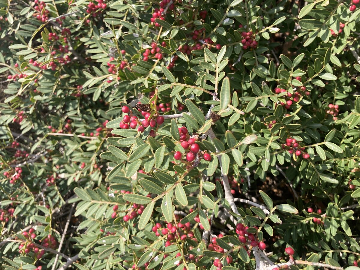 Pistacia terebinthus (Terebinth) — photo