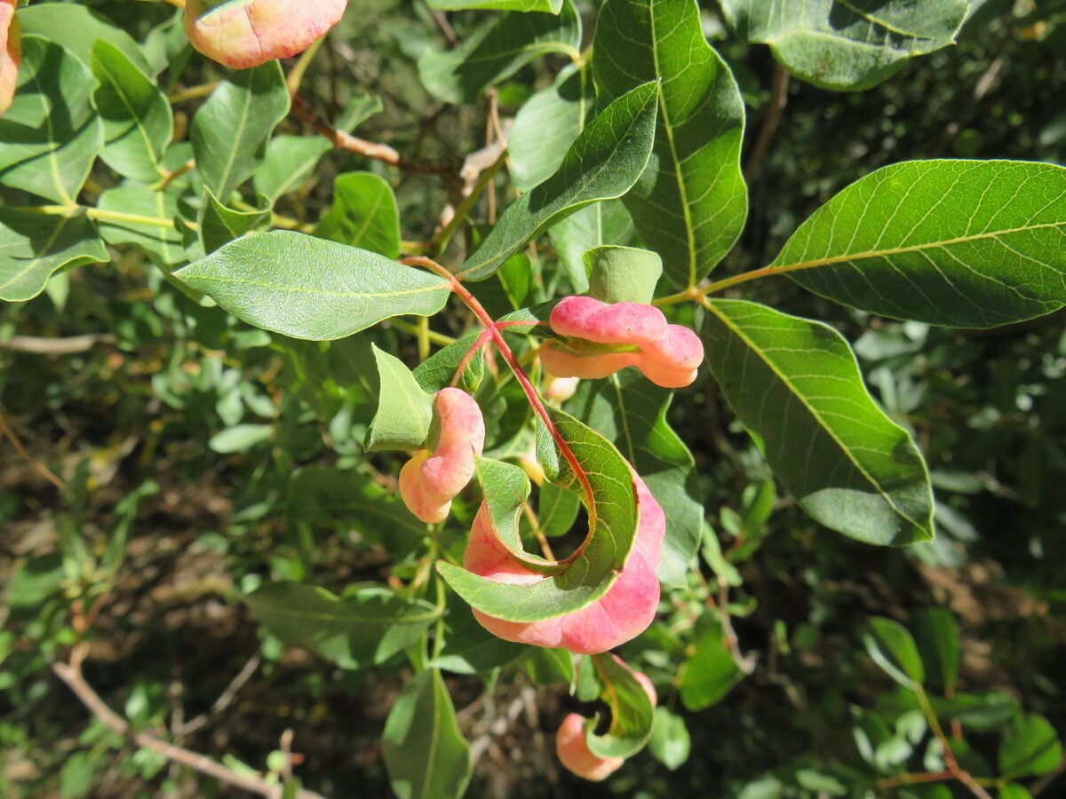 Pistacia terebinthus