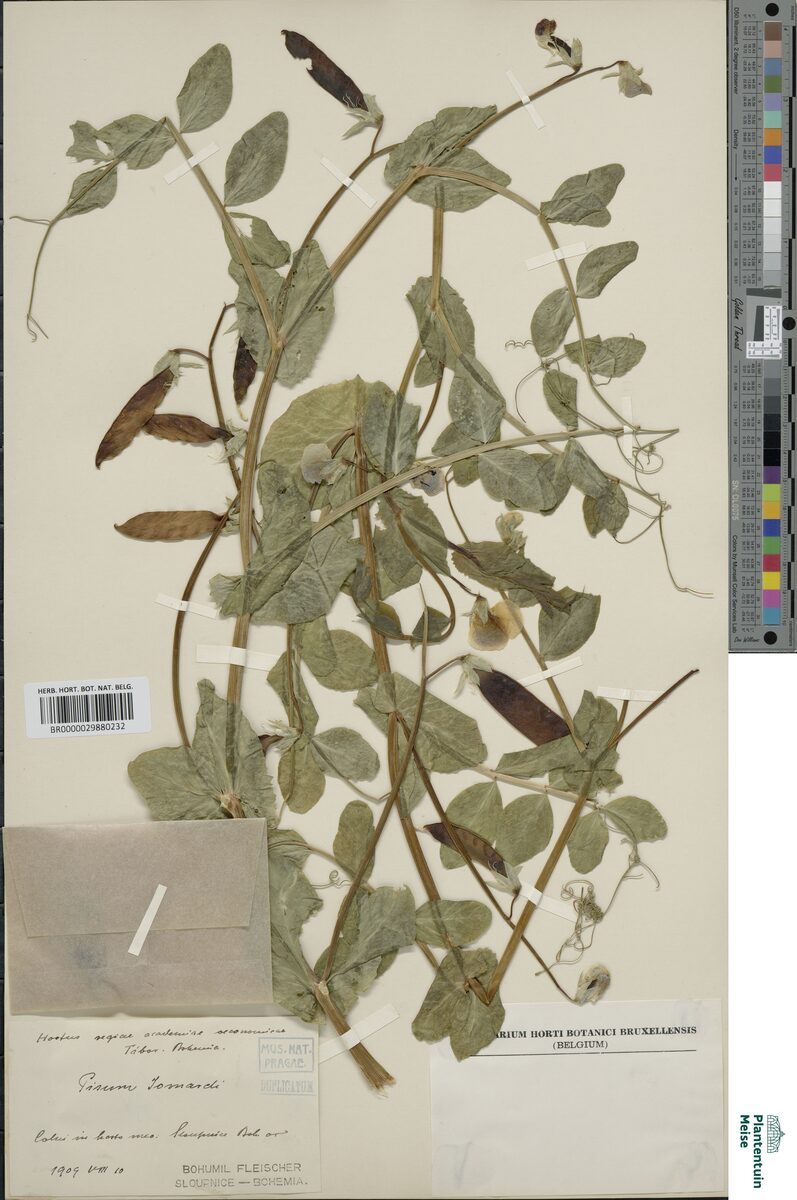 Pisum jomardii (Egyptian pea) — photo