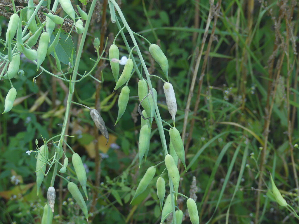 Pisum sativum arvense - (L.)Poir. (Field Pea) — photo