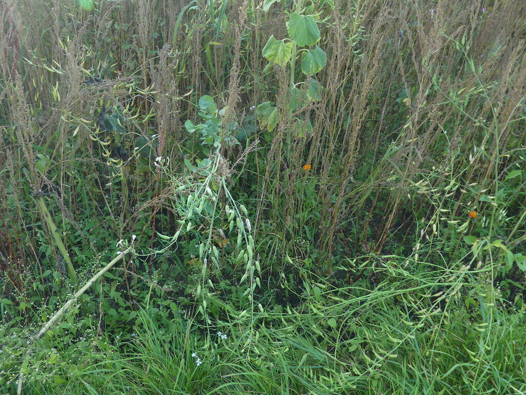 Pisum sativum arvense - (L.)Poir. (Field Pea) — photo