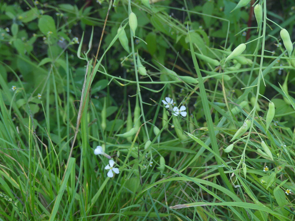 Pisum sativum arvense - (L.)Poir.