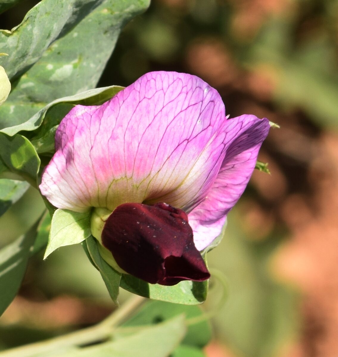 Pisum sativum elatius - (Steven. ex M.Bieb.)Asch.&Graebn. (Wild Pea) — photo